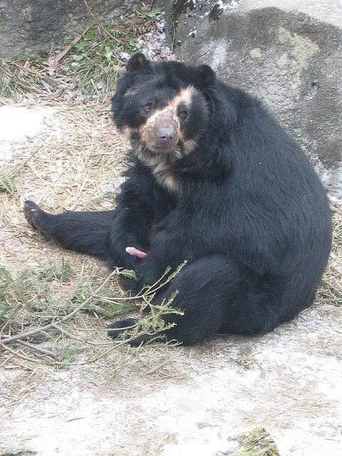 Пол медведя фото Rosamund Gifford Zoo - Secrets of the Bears