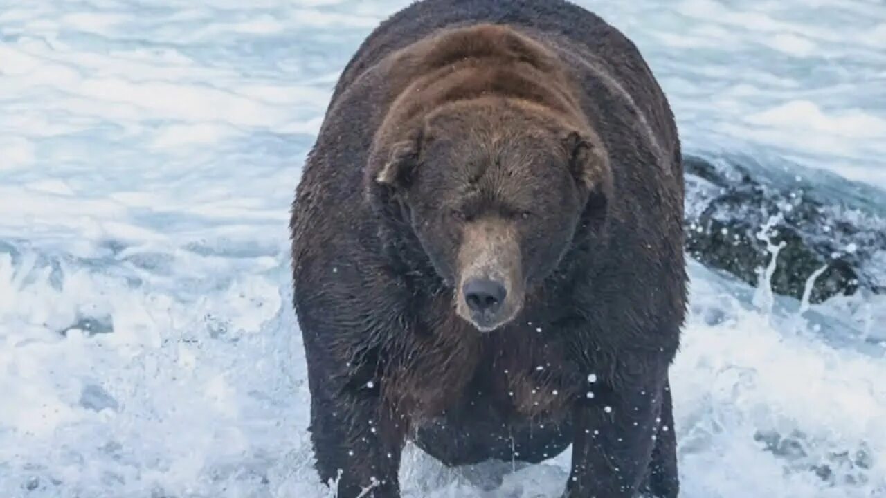 Пол медведя фото Winner crowned in Alaska for 'Fat Bear Week' contest - YouTube