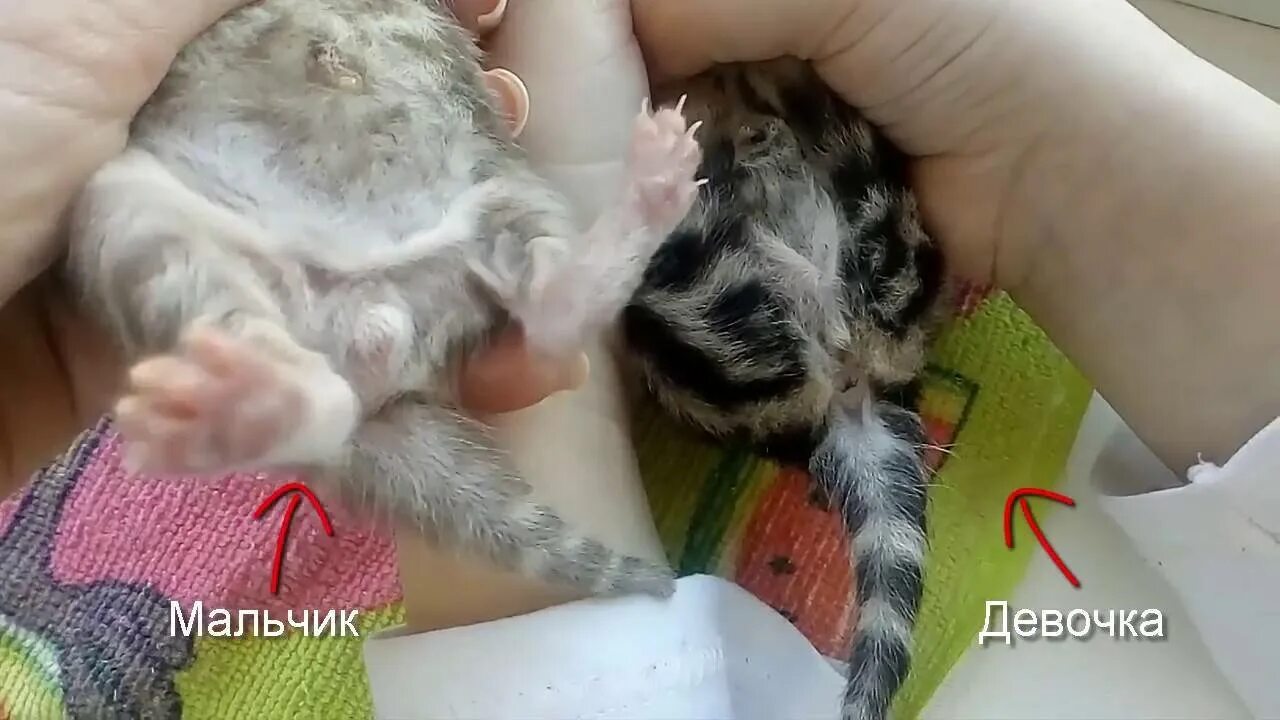 Пол новорожденного котенка фото Как правильно выбрать котенка мальчика и девочку