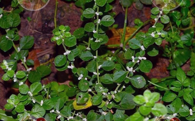 Пол пала трава фото и где растет Pol-pala will replace the entire pharmacy This herb is a powerful stimulant of s