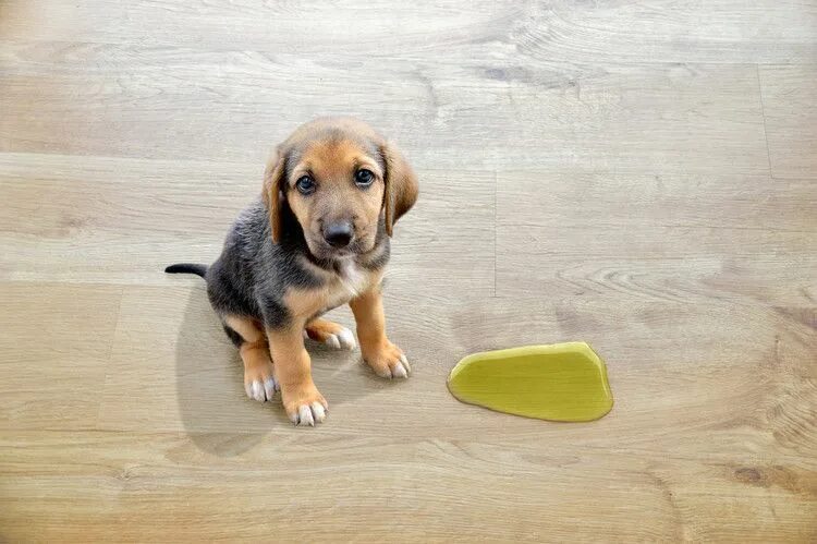 Пол щенков фото Spring (and summer, fall and winter) cleaning tools for pet owners - The Mercury