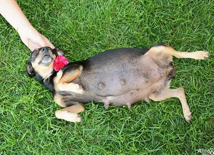 Пол собаки фото Maternity Photo Shoot of A Pregnant Dog Pregnant dog, Dogs, Dog photoshoot