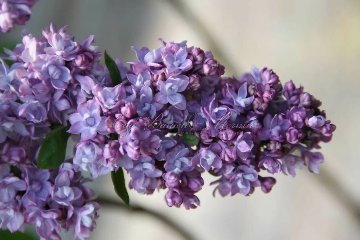 Поль тирион сирень фото и описание Сирень "Поль Хариот" / Syringa vulgaris "Paul Hariot" - Купить саженцы сирени в 