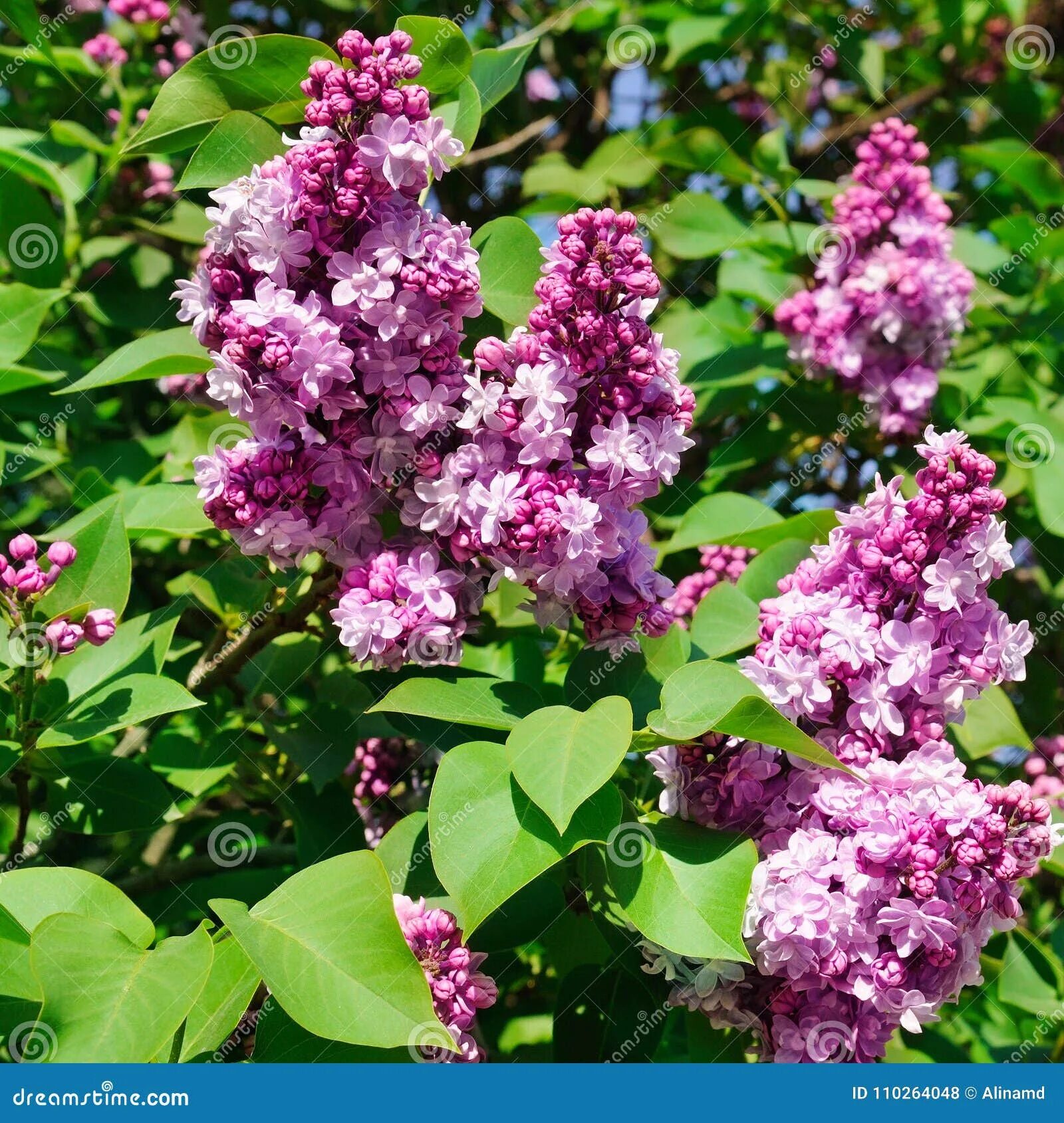 Поль тирион сирень фото и описание Purple Lilac Flowers Spring Blossom Background. Stock Photo - Image of aroma, co