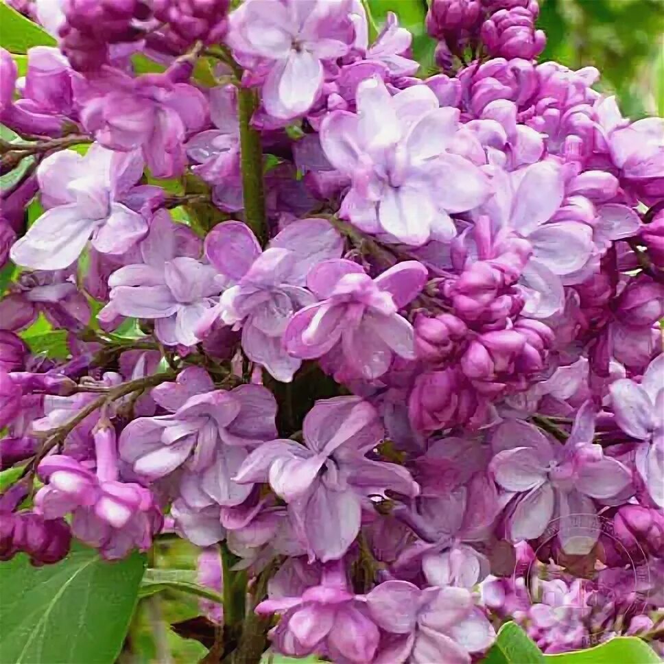 Поль тирион сирень фото и описание Сирень Поль Дешанель (Syringa Paul Deschanel) купить саженцы в Москве по низкой 