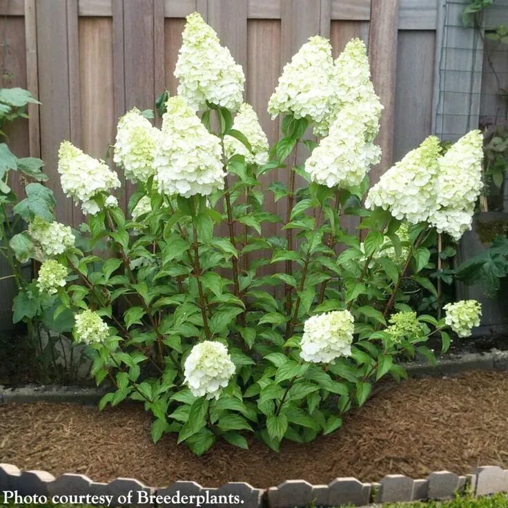 Полар беар гортензия метельчатая фото Hydrangea 'Polar Bear' PP (Hydrangea paniculata hybrid) Hydrangea paniculata, Ed