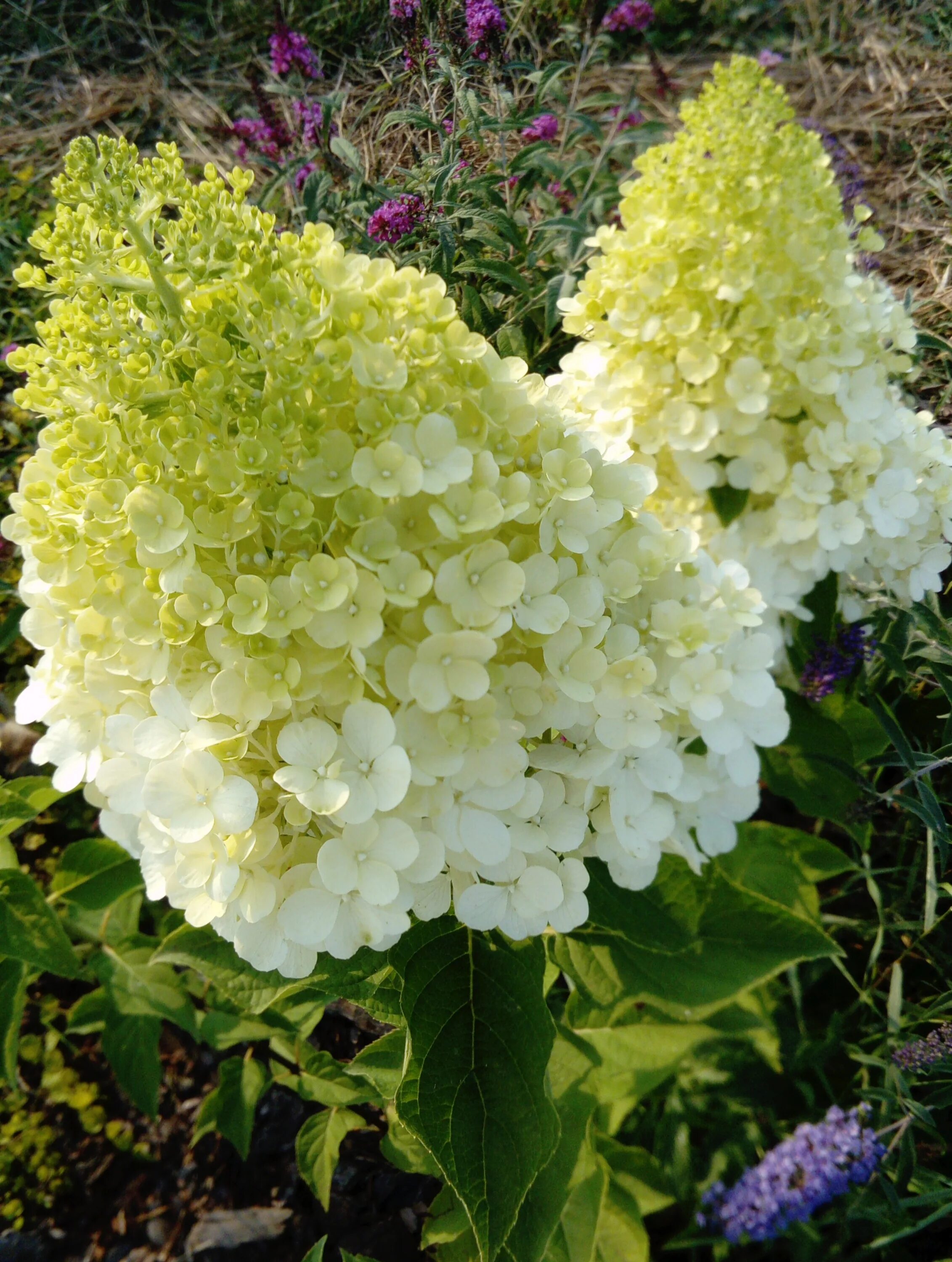 Гортензия метельчатая Полярный медведь (Hydrangea paniculata Polar Bear) C3 - ку