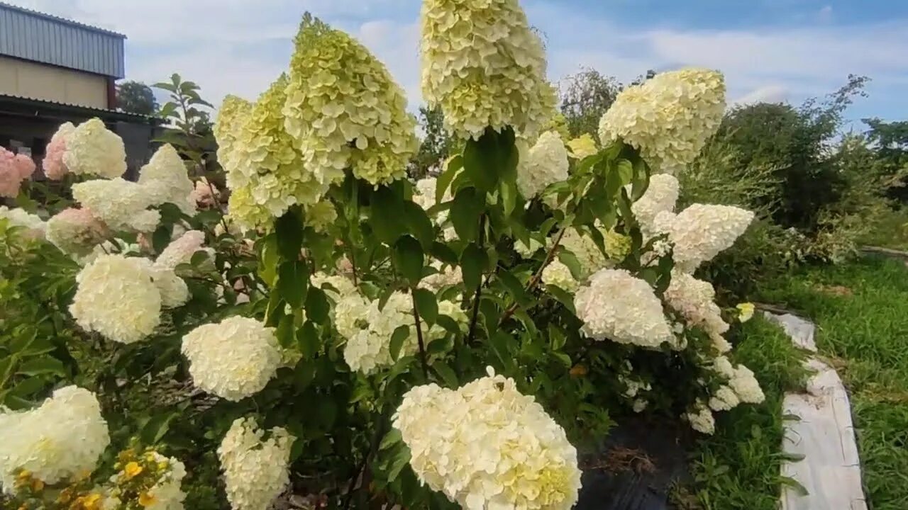 Полар беар гортензия метельчатая фото описание HYDRANGEA PANICULATA 'POLAR BEAR', ГОРТЕНЗИЯ МЕТЕЛЬЧАТАЯ 'ПОЛАР БЕР' - YouTube