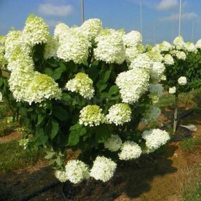 Полар билл гортензия фото и описание Гортензия метельчатая Hydrangea paniculata "Polar Bear" : С20 (грунт) h=50-70 Си