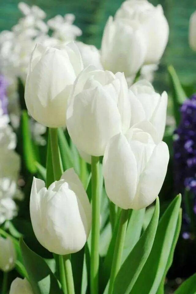 Полар бир тюльпан фото Tulipanes Flores bonitas, Flores increíbles, Imagenes de jardines hermosos