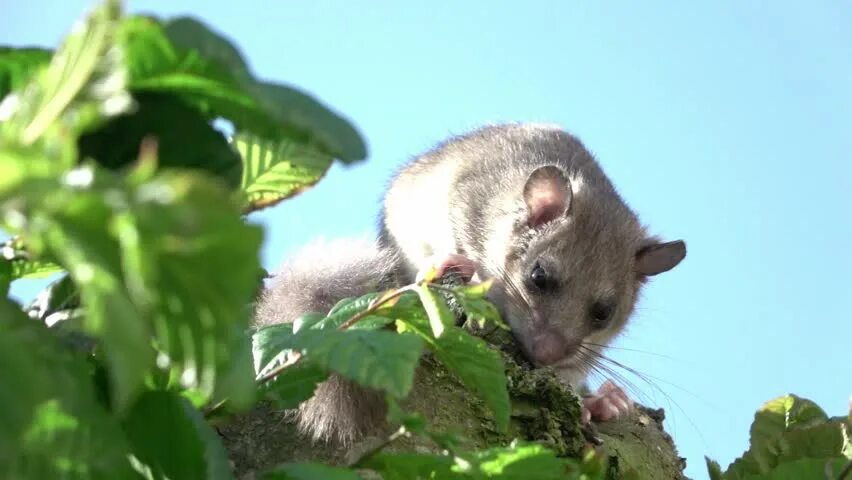 Полчок фото животного Fat dormouse Footage Stock Clips