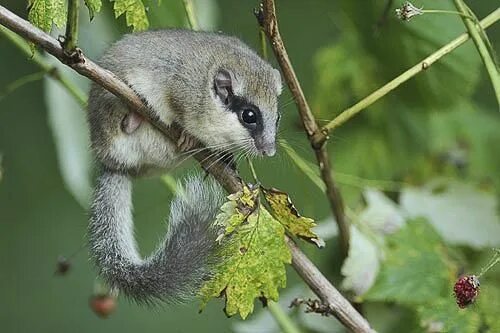 Полчок фото животного forest dormouse - Google Search Mammals, Dormouse, Animals