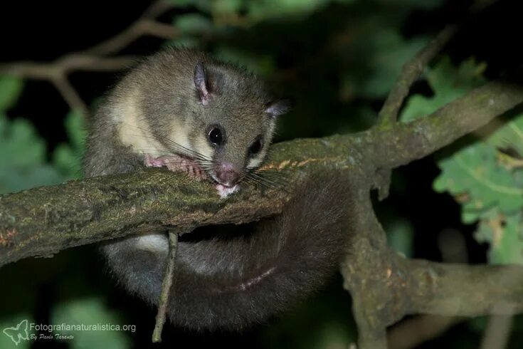 Полчок фото животного Dormouse+(Glis+glis)+of+company+ Fat+Dormouse Animals, Dormouse, Koala bear