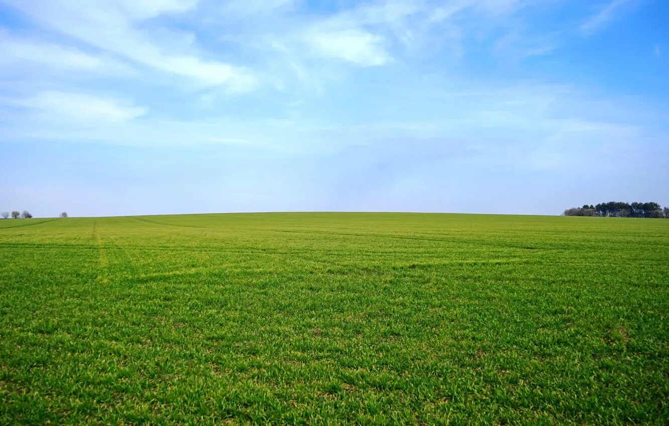 Поле 4к фото Wallpaper greens, field, the sky, grass, horizon for mobile and desktop, section