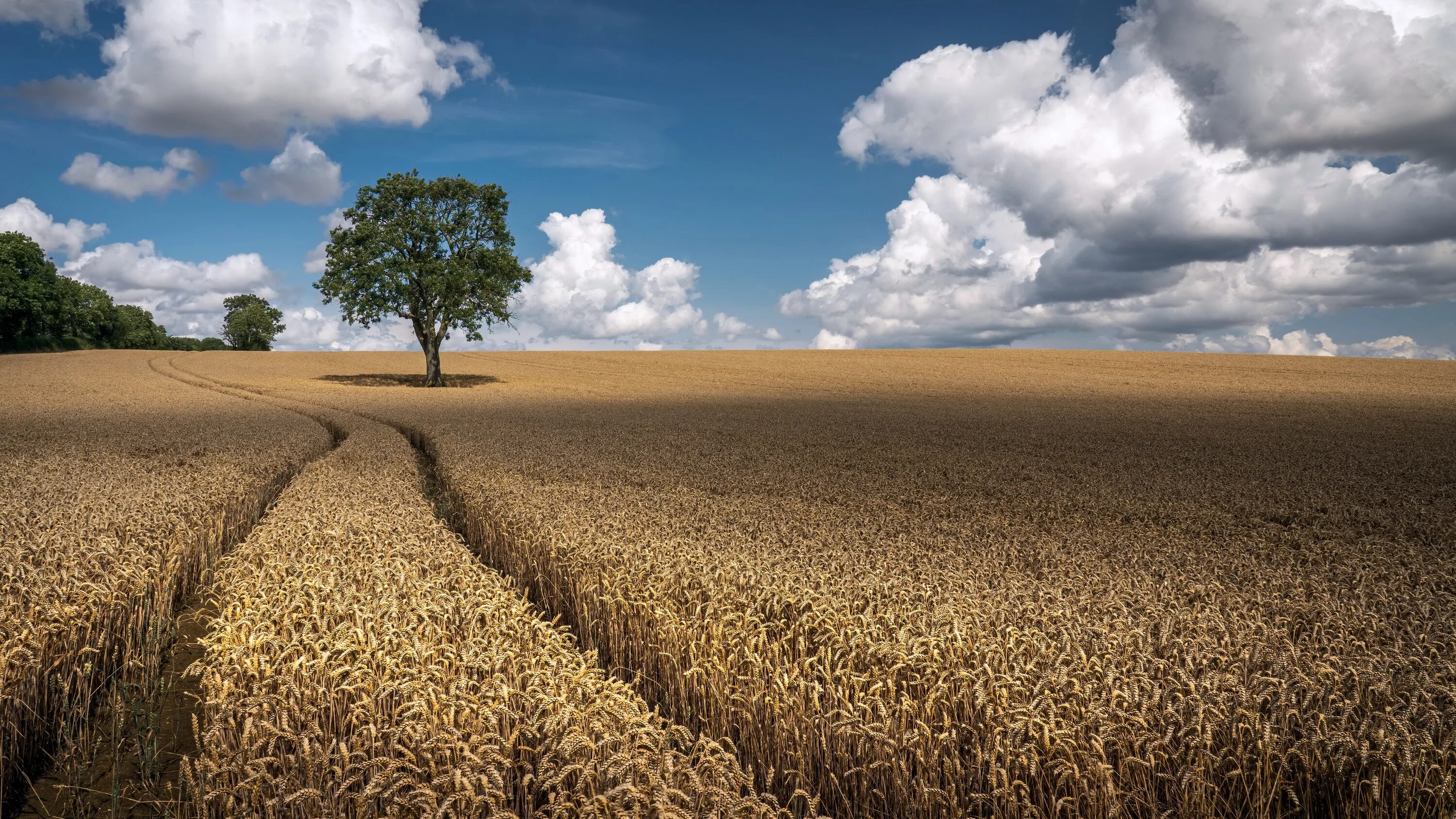 Поле 4к фото Wallpaper : cloud, sky, Natural landscape, tree, land lot, agriculture, grasslan