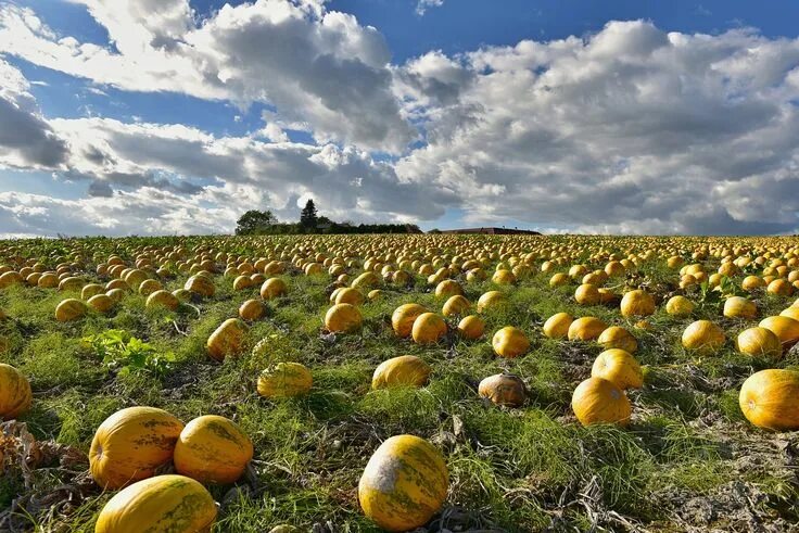 Поле арбузов фото Nature Landscape Field Pumpkin - Free photo on Pixabay