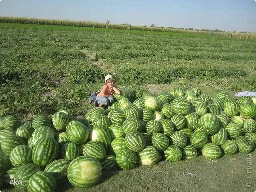 Поле арбузов фото АРБУЗ.- Смешные стихи- ЮРИК- ХОХМОДРОМ