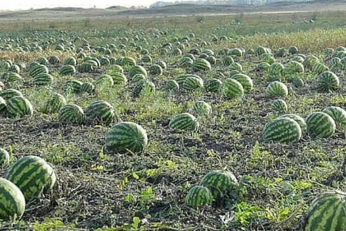 Поле арбузов фото В Таджикистане собрали около 400 тысяч тонн овощей и бахчевых Новости Таджикиста