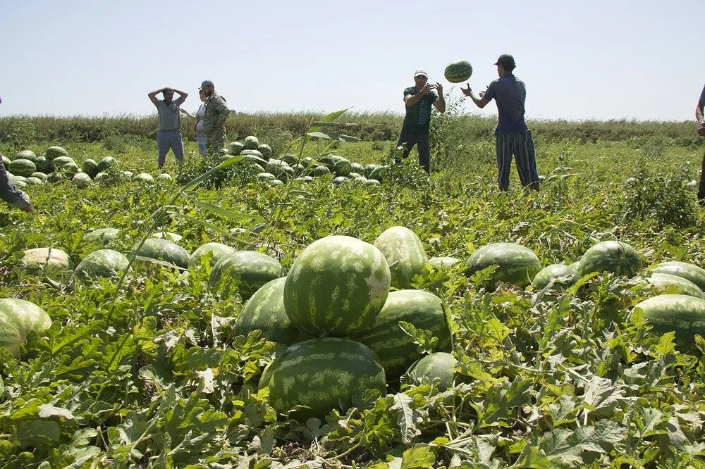 Поле арбузов фото Засуха отразилась на качестве овощной продукции