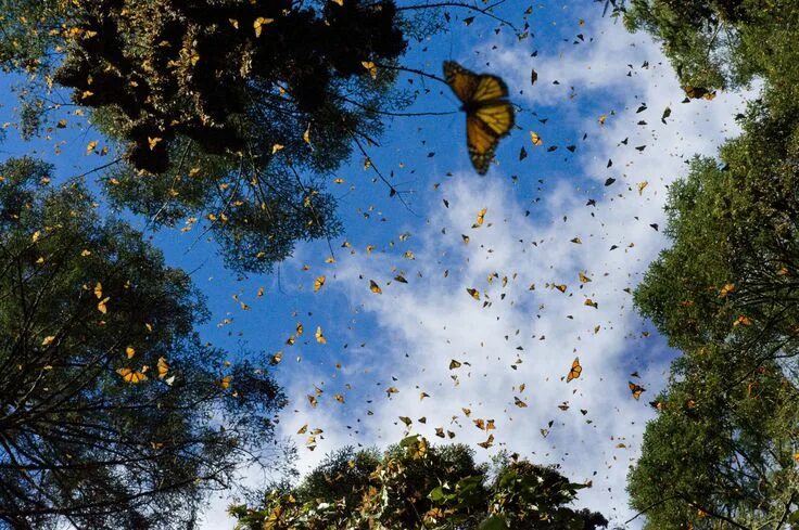 Поле бабочек фото The 'Heavenly' Sound Of 1 Million Butterflies Monarch butterfly, Monarch butterf