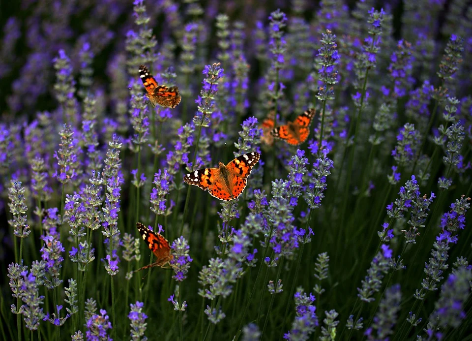 Поле бабочек фото Лаванда Бабочки Сад - Бесплатное фото на Pixabay Lavender butterfly, Lavender, B