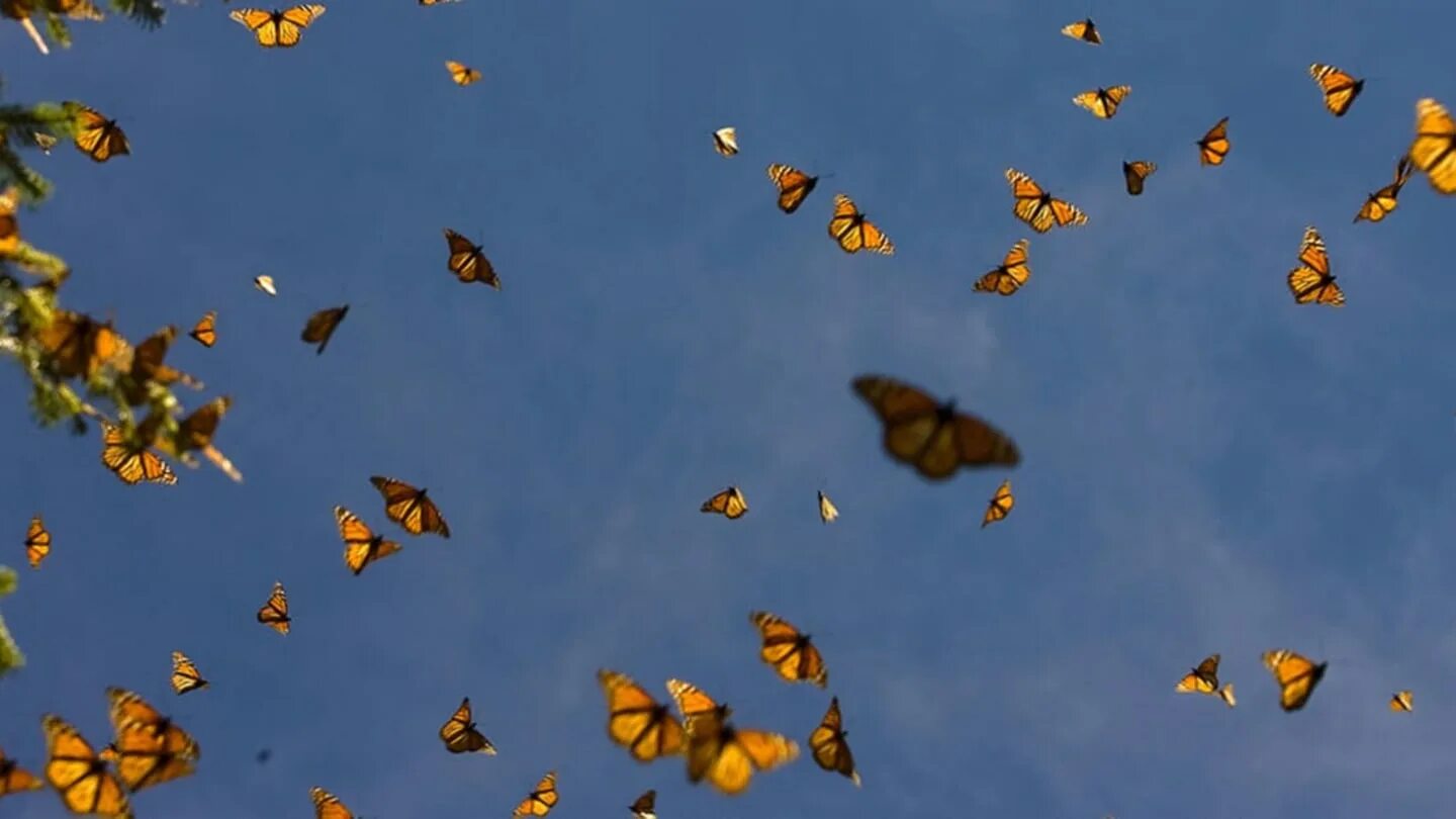 Поле бабочек фото Where to See the Monarch Butterflies Wintering in California Before They Leave M