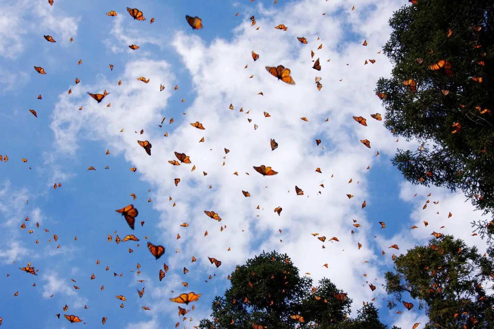 Поле бабочек фото Where to See Thousands of Monarch Butterflies Smithsonian