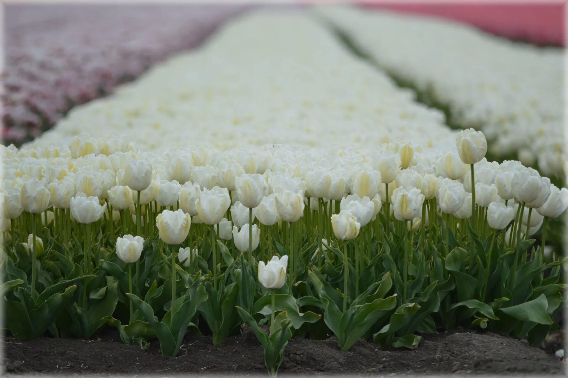 Поле белых цветов фото Edit free photo of Tulips,field,beemster,nature,flowers - needpix.com