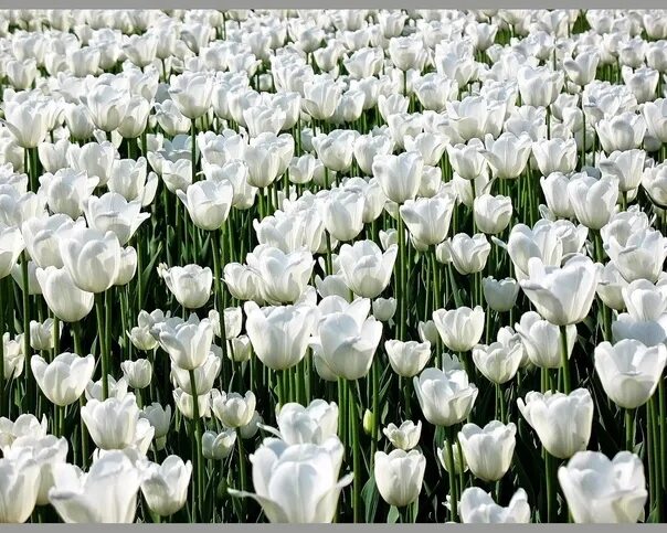 Поле белых цветов фото White flowers symbolize tenderness, purity, and in combination with the meaning 