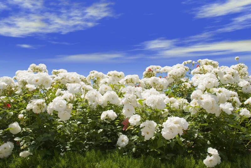 Поле белых цветов фото White roses and blue sky stock photo. Image of horizon - 2643124