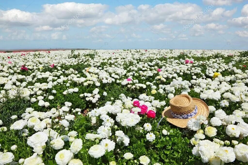 Поле белых цветов фото Pin by Flowers In Heart on Ranunculus Flowers Ranunculus flowers, Flowers, Ranun