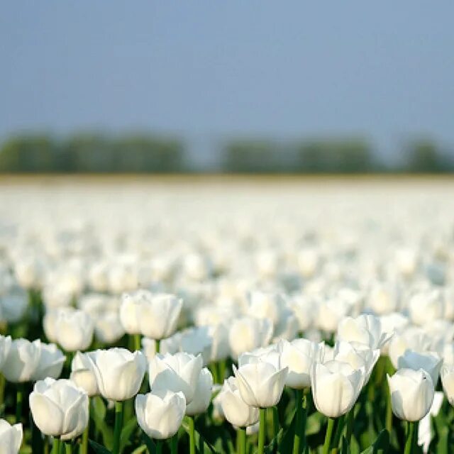 Поле белых цветов фото Field of flowers Witte bloemen, Tulpen, Tuin