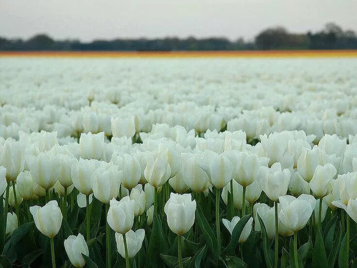 Поле белых цветов фото Pin by Драгун Ирина on Цветочный рай Beautiful blooms, White tulips, Flower fiel