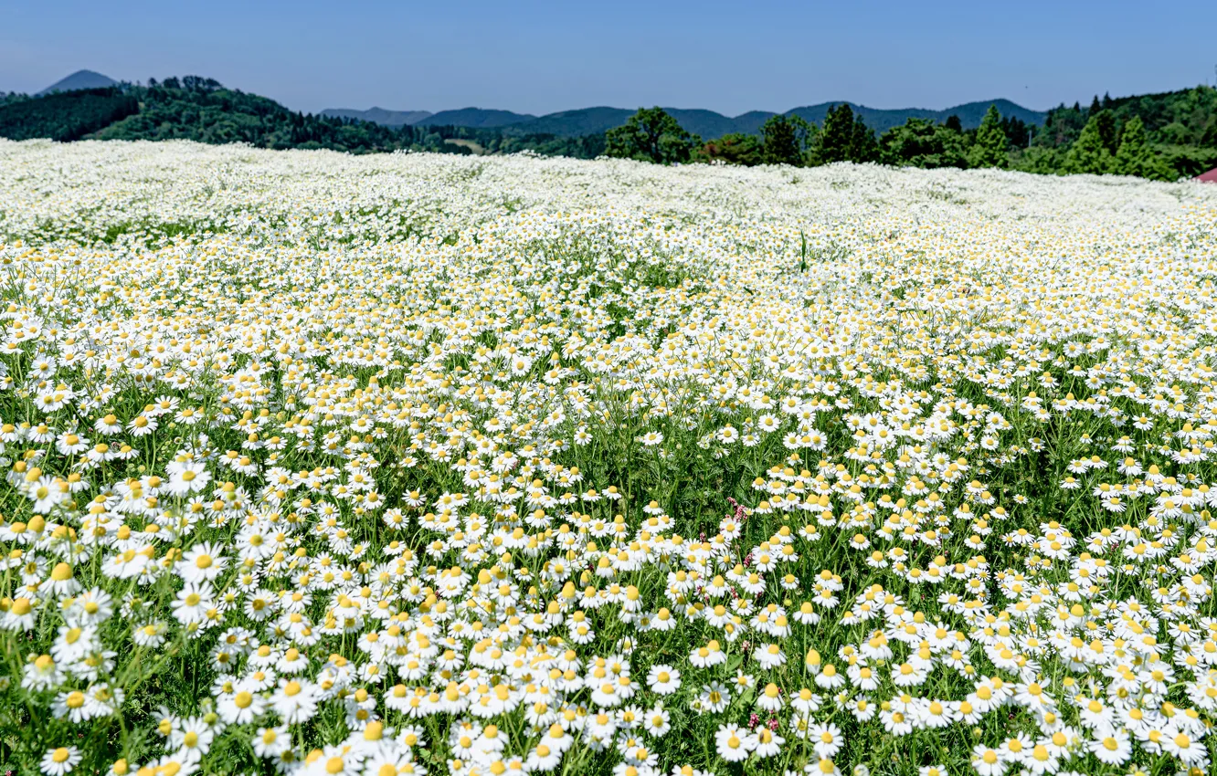 Поле белых цветов фото Wallpaper summer, the sky, flowers, mountains, nature, glade, chamomile, meadow 