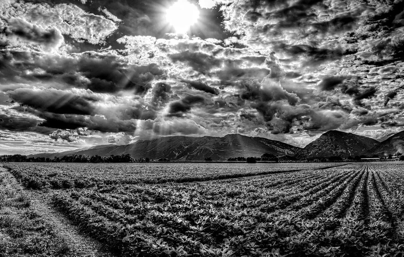 Поле чб фото Wallpaper field, the sky, the sun, clouds, rays, mountains for mobile and deskto