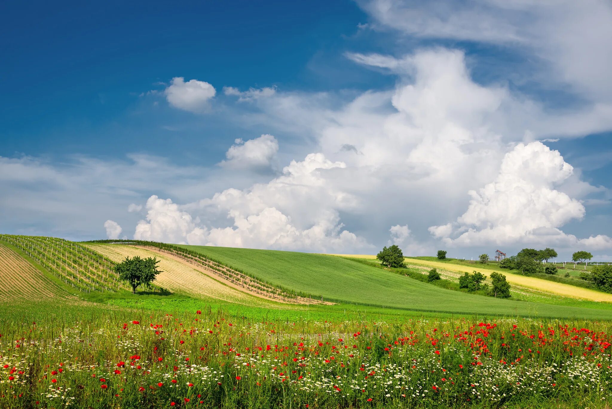 Поле днем фото Download wallpaper summer, clouds, flowers, field, Austria, meadow, section land