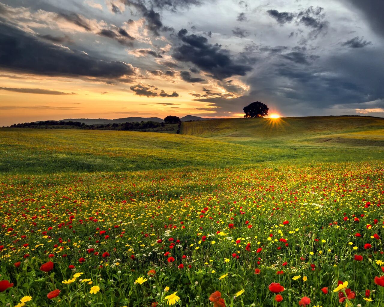 Поле днем фото Download wallpaper field, clouds, flowers, tree, the evening, field, flowers, cl