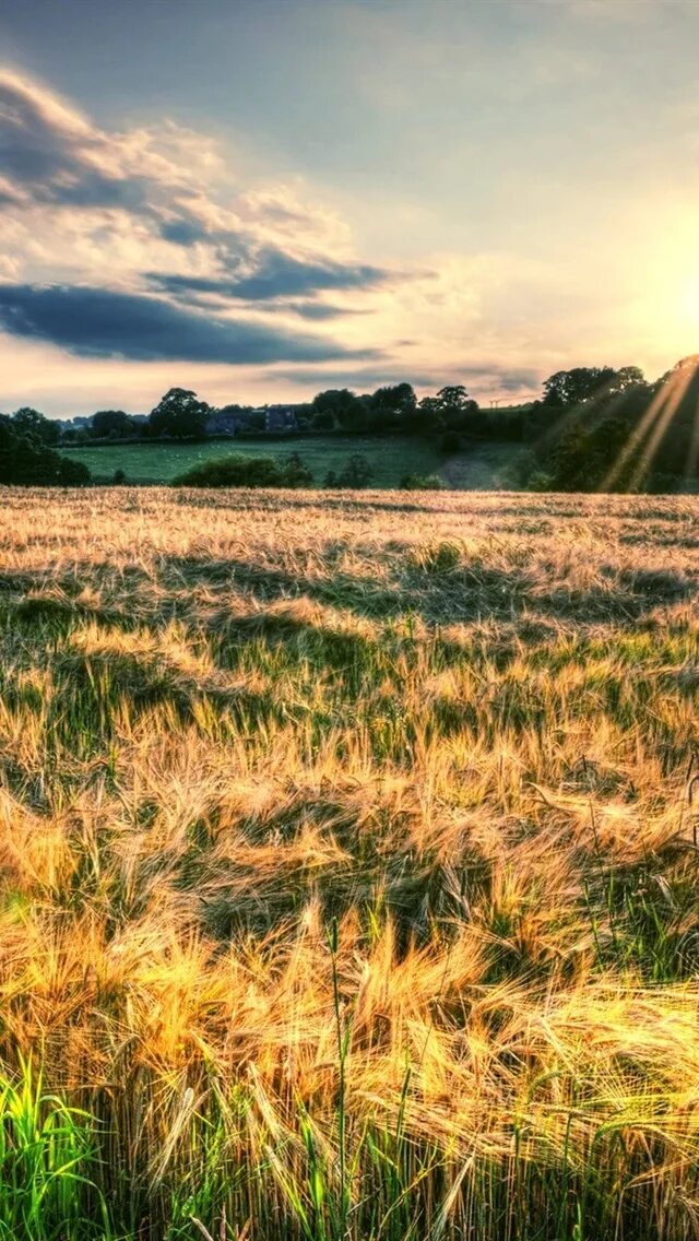 Поле днем фото Nature landscape, fields, sun rays 640x1136 iPhone 5/5S/5C/SE wallpaper, backgro