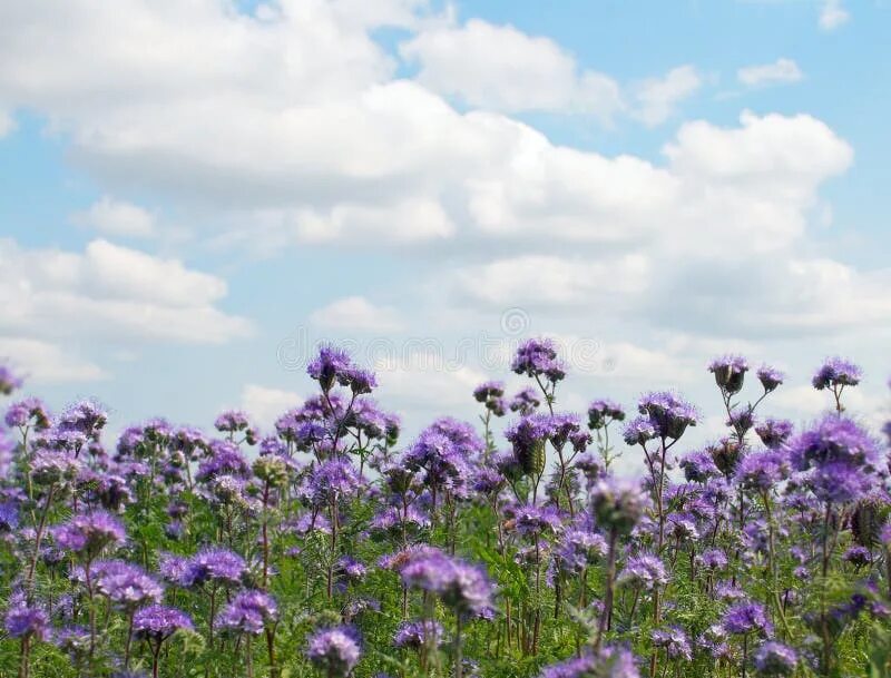 Поле фацелии фото Phacelia field stock image. Image of clouds, agriculture - 15132271