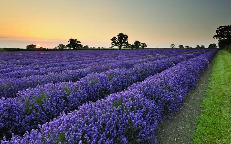 Поле фиалок фото Lavender Sunrise - Somerset Lavender fields, Landscape photography, Fields