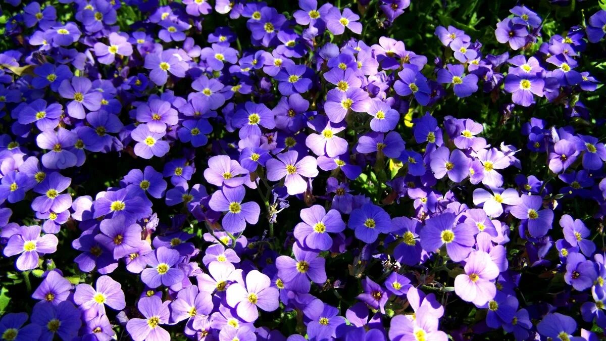 Поле фиалок фото Free Images : flower, spring, flora, wildflower, forget me not, purple flowers, 