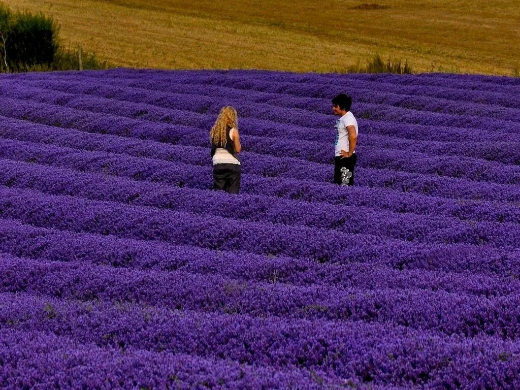 Поле фиалок фото Levendula mezők a világban - Képek Lavendel