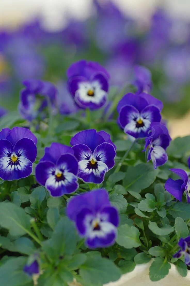 Поле фиалок фото Uyamt's Memo Pansies flowers, Amazing flowers, Unusual flowers