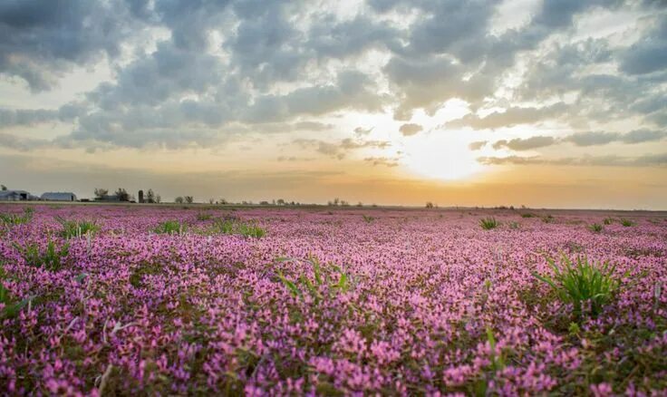 Поле фиалок фото 花 畑 日 の 出"の 画 像 検 索 結 果 Kansas, Life, Life is beautiful