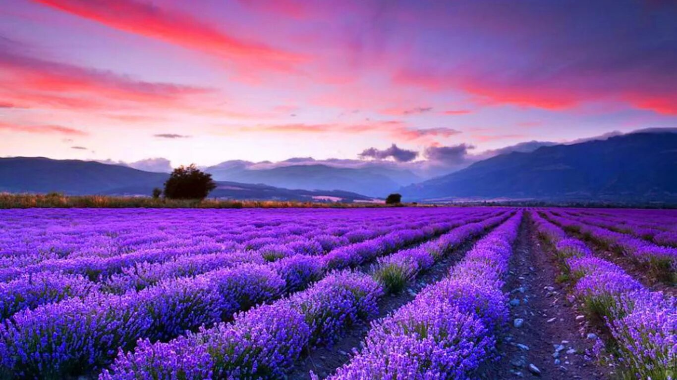 Поле фиолетовых цветов фото lavender fields wallpaper - ForWallpaper.com Lavender fields, Field wallpaper, B