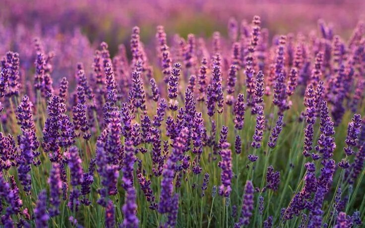 Поле фиолетовых цветов фото Lavenders, Lavender farm, plants wallpaper Lavender plant, Plant wallpaper, Purp