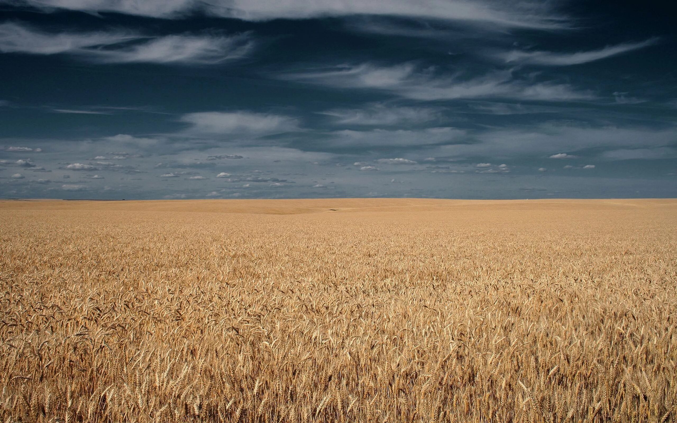 Поле фото 2000 Wallpaper : sky, field, clouds, horizon, wheat, steppe, cloud, grassland, agricu