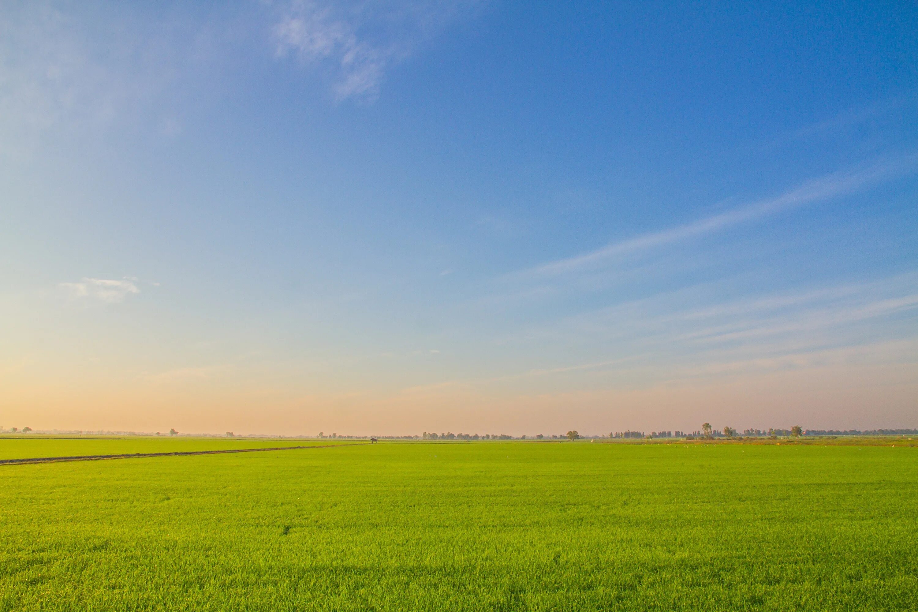 Wallpaper greens, field, the sky, grass, horizon for mobile and desktop, section