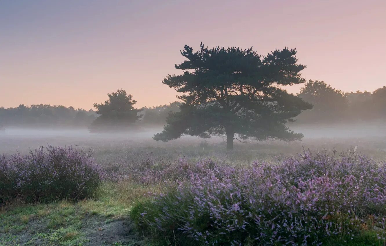 Поле фото эстетика Wallpaper field, flowers, fog, tree, glade, morning, pine, Heather for mobile an