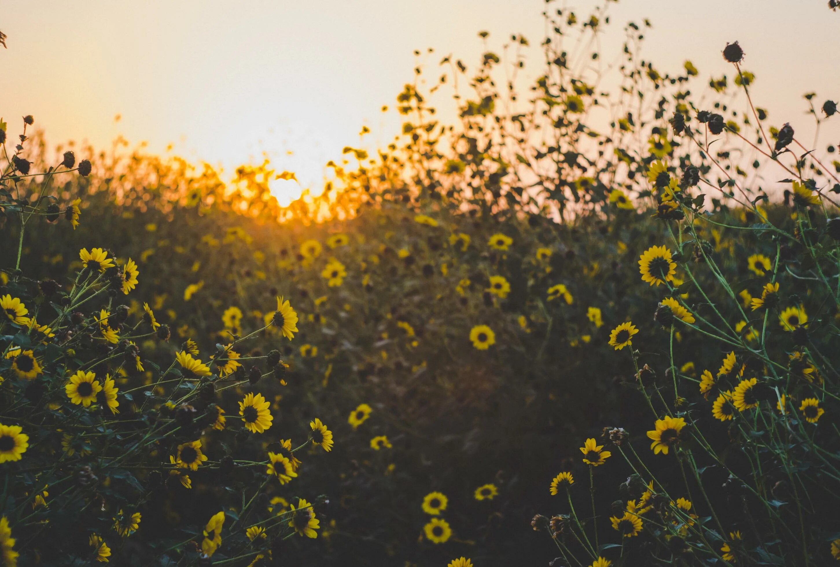 Поле фото эстетика Yellow daisy flower field 1229971 Stock Photo at Vecteezy